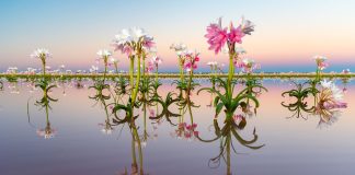 Sandhof lilies, Kyle Goetsch