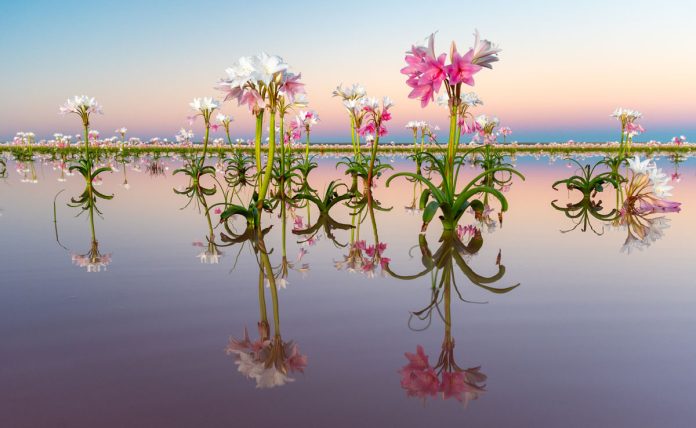Sandhof lilies, Kyle Goetsch Sandhof lilies, Kyle Goetsch