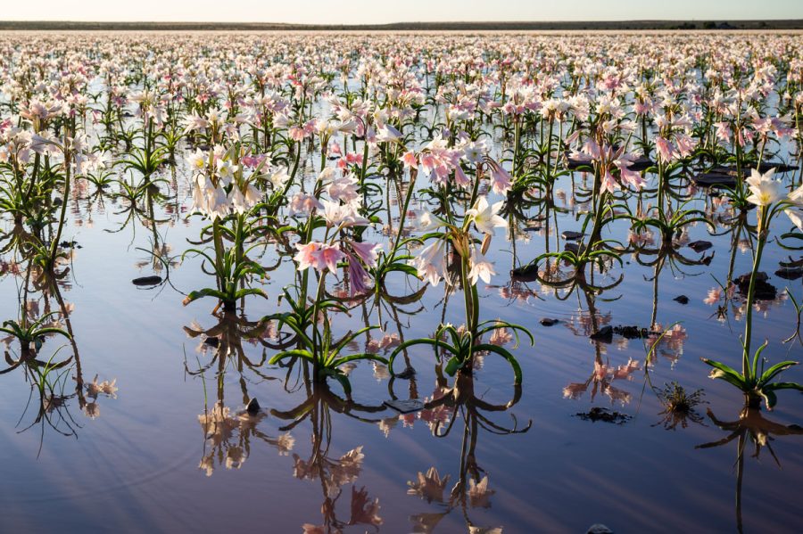 Sandhof lilies, Kyle Goetsch Sandhof lilies, Kyle Goetsch