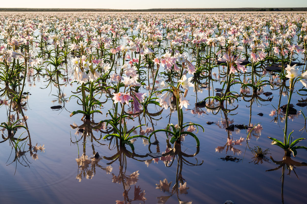 Cape Town photographer captures rare phenomenon Sandhof lilies in full