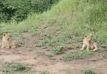 Lion Cubs
