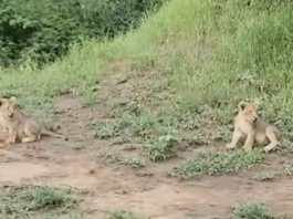 Lion Cubs