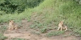 Lion Cubs