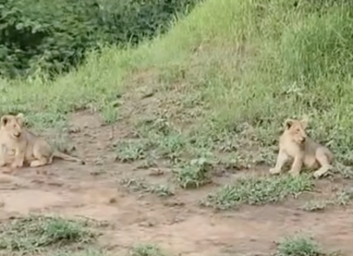Lion Cubs