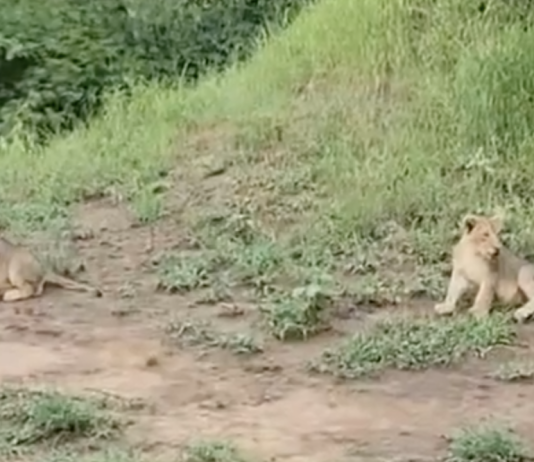 Lion Cubs