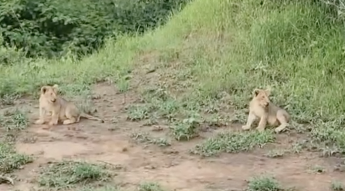 Lion Cubs Lion Cubs