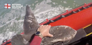 NSRI Sunfish Rescue