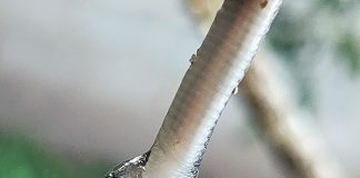 Snake