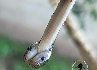 Snake