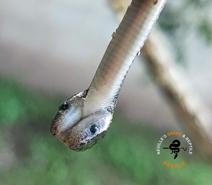 Snake Snake