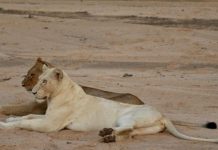White Lion