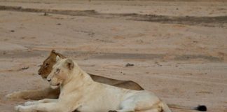 White Lion