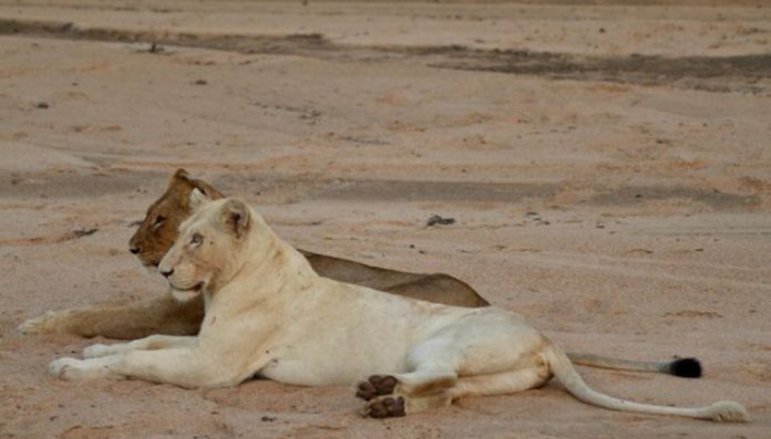 White Lion White Lion