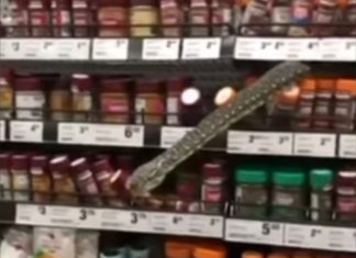 Woolworths snake