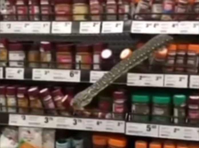 Woolworths snake Woolworths snake