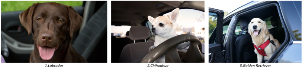 The Best Dog Breeds For Car Travel