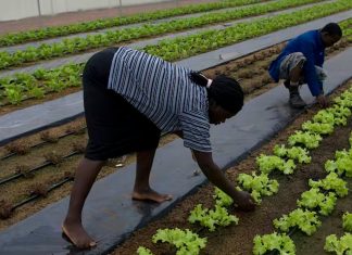 Farms in cities: new study offers planners and growers food for thought