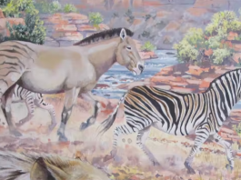 New discovery: fossilised giant zebra tracks found in South Africa