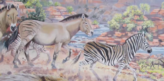 New discovery: fossilised giant zebra tracks found in South Africa