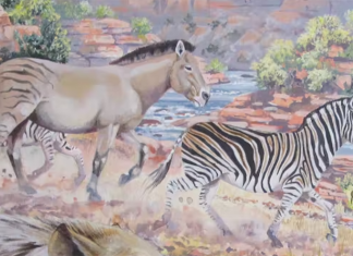 New discovery: fossilised giant zebra tracks found in South Africa