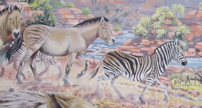 giant-cape-zebras 1 New discovery: fossilised giant zebra tracks found in South Africa
