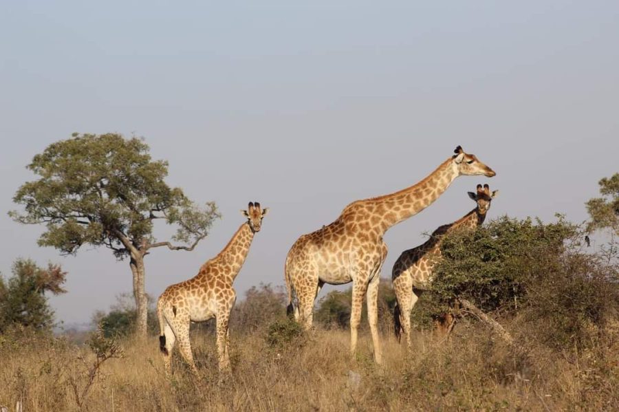 South African holiday trip