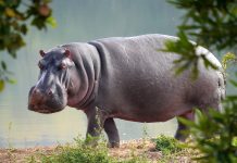 brave security guard stops hippo from escaping zoo