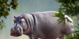 brave security guard stops hippo from escaping zoo