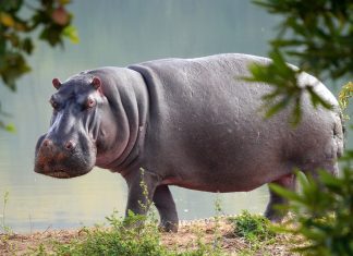 brave security guard stops hippo from escaping zoo