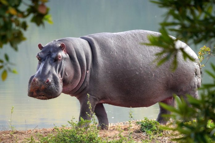 hippo pix Truck tragically crashes into hippopotamus in Limpopo, South Africa