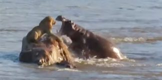 Hippo attacks lion on rock in Crocodile River