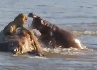 Hippo attacks lion on rock in Crocodile River