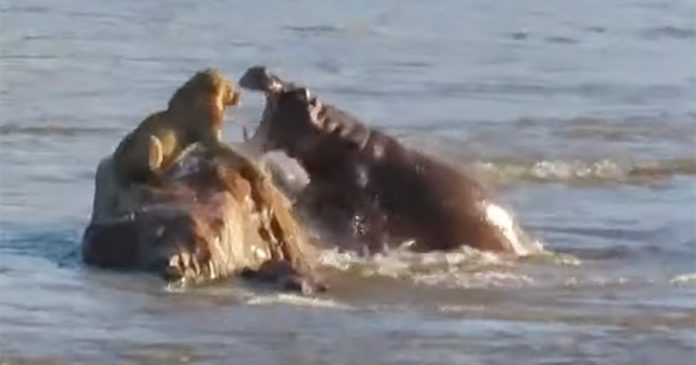 Hippo attacks lion on rock in Crocodile River