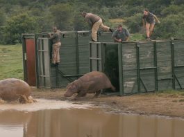 Orphaned hippos released back into the wild on Shamwari TV's 100th episode