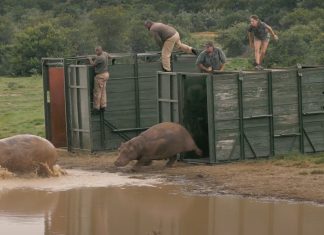Orphaned hippos released back into the wild on Shamwari TV's 100th episode
