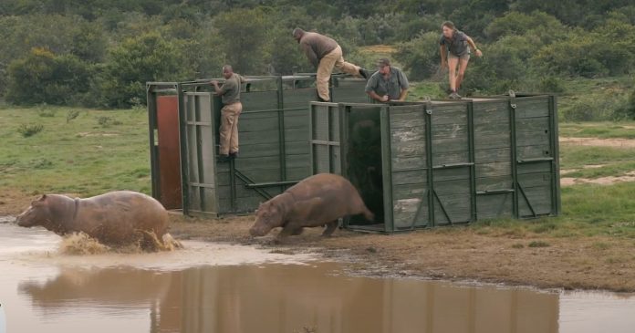 Orphaned hippos released back into the wild on Shamwari TV's 100th episode