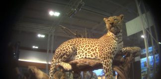 Shocking trophy hunting reveals: SA safari rep urges rhino hunt before species goes extinct Photo credit: The HSUS