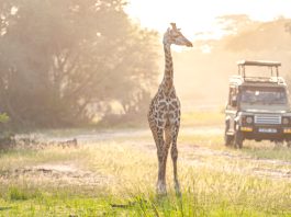Kruger National Park wins one of World's Top 20 Best Nature Destinations Award for 2023