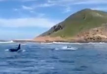 14 killer whales cruise into Plettenberg Bay, South Africa - WATCH