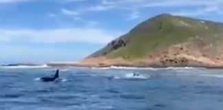 14 killer whales cruise into Plettenberg Bay, South Africa - WATCH