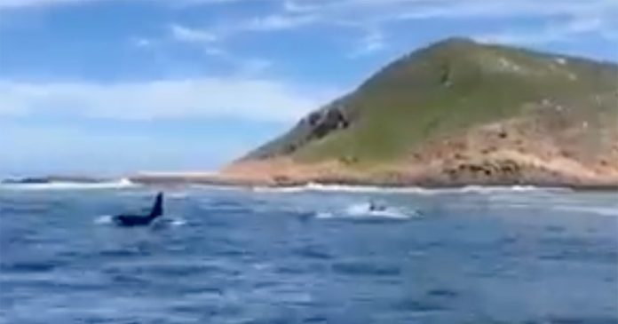 14 killer whales cruise into Plettenberg Bay, South Africa - WATCH