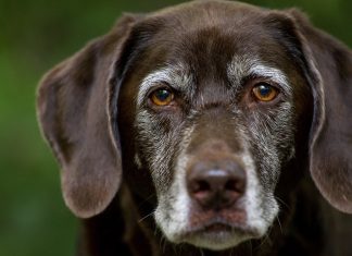 pet sterilisations