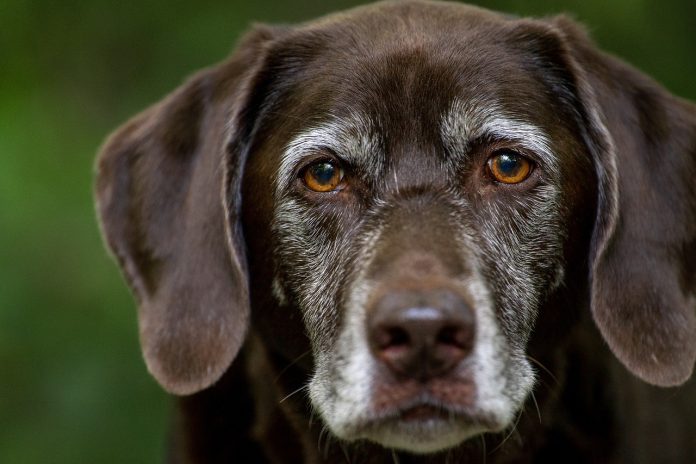 labrador-retriever The Best Dog Breeds For Car Travel
