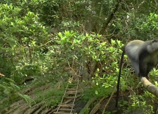 Roads and power lines put primates in danger