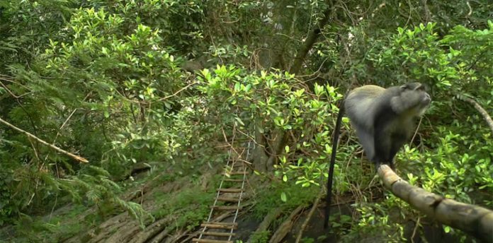 primates-south-africa Roads and power lines put primates in danger