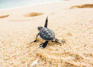 Two Oceans Aquarium rescues first five turtle hatchlings stranded on Cape Town beaches