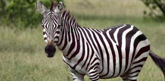 crocodile and zebra