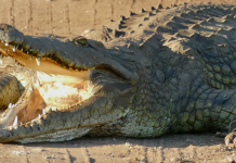 man killed by crocodiles