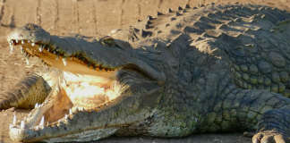 man killed by crocodiles
