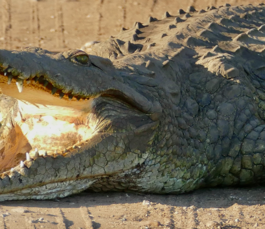 man killed by crocodiles